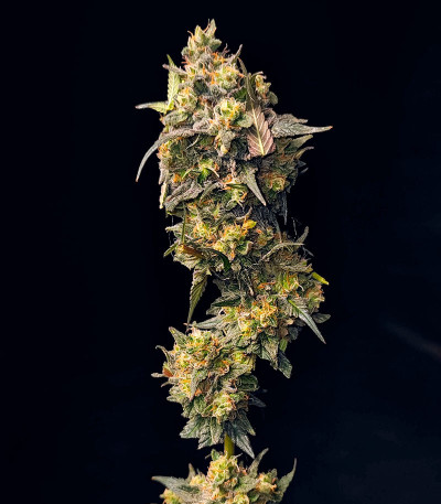 Семена сорта Fullgas fem (Green House Seeds)