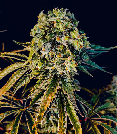Семена сорта Lemon Citron fem (Humboldt Seed Organization)