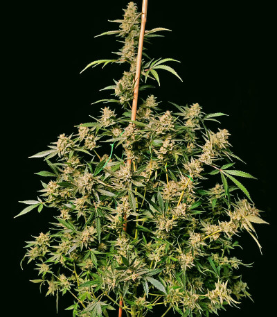 Семена сорта Auto Amnesium fem (Victory Seeds)