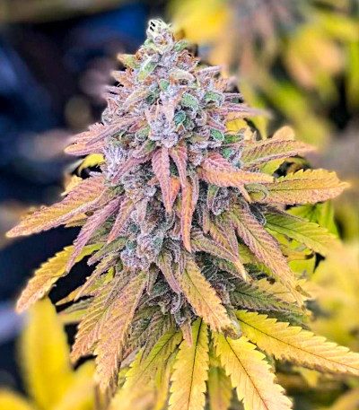 Семена сорта Grandmommy Purple fem (Herbies Seeds)