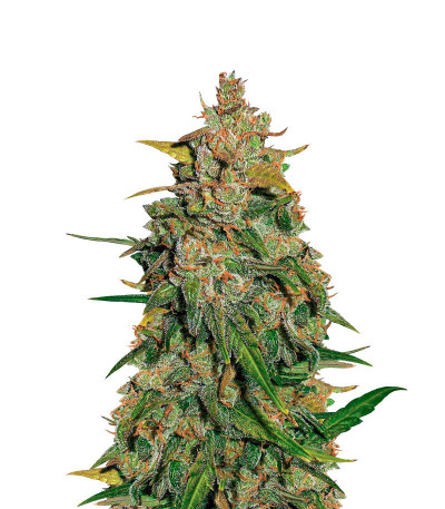 Семена сорта Lemon AK Auto fem (FastBuds)