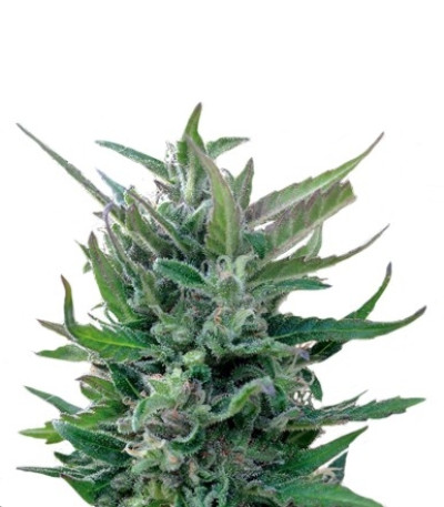 Семена сорта Blue Mammoth Auto fem