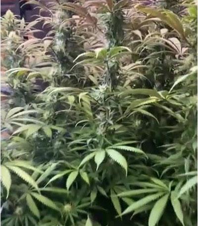 Семена сорта Strawberry Amnesia fem (Herbies Seeds)