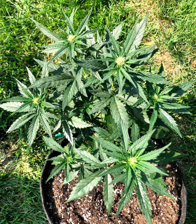 Семена сорта Afghan Kush Ryder Auto fem (World of Seeds)