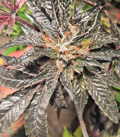Семена сорта Delhi Friend fem (Dr. Krippling Seeds)