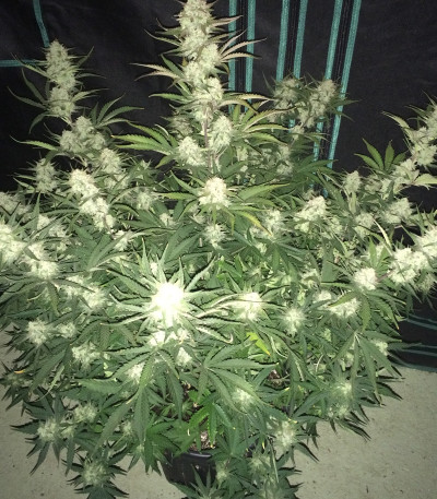 Семена сорта Fast & Vast Auto fem (Heavyweight Seeds)
