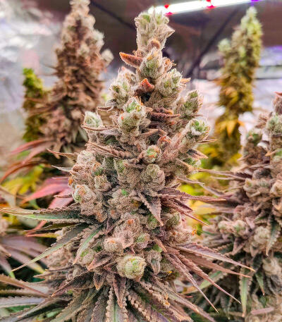 Семена сорта Garlic Cookies fem