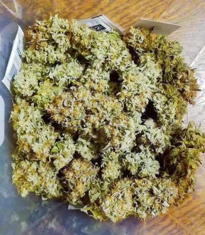 Семена сорта Vision Jack Auto Fem (Vision Seeds)