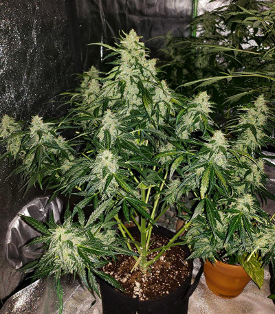 Семена сорта Auto American Pie fem (Pyramid Seeds)
