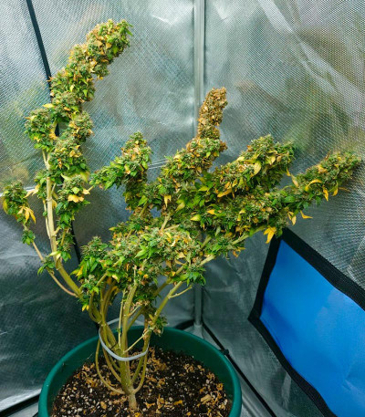Семена сорта Blueberry OG fem (AlphaFem Seeds)
