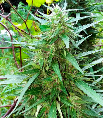 Семена сорта Cold Thunder fem (Sumo Seeds)