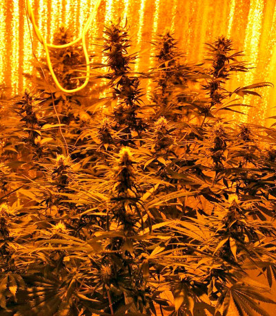 Семена сорта Royale Haze fem (Dinafem Seeds)