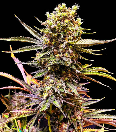 Семена сорта Sherbet Cuvee Cookies fem (Cali Buds Seeds)