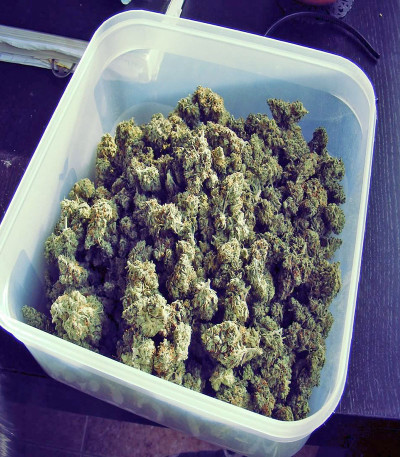 Семена сорта Amnesia fem (World of Seeds)