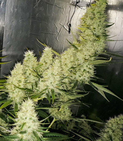 Семена сорта Marmalate fem (Delicious Seeds)