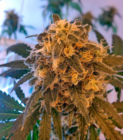 Семена сорта Big Band fem