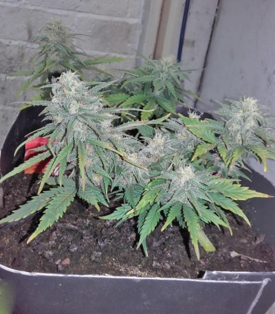 Семена сорта Smokin Gun Auto fem (Dr. Krippling Seeds)