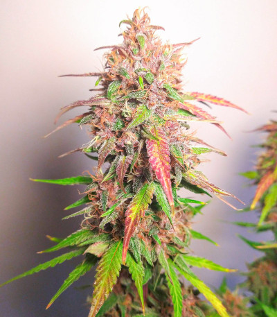 Семена сорта Watermelon Auto fem (Семяныч)