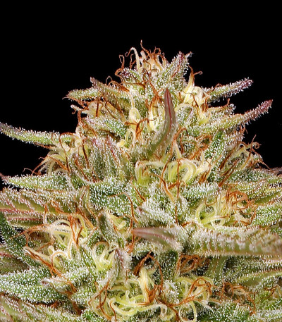 Семена сорта Orange Creampop fem (Humboldt Seed Company)