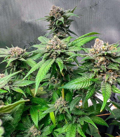 Семена сорта Apple Betty fem (Herbies Seeds)