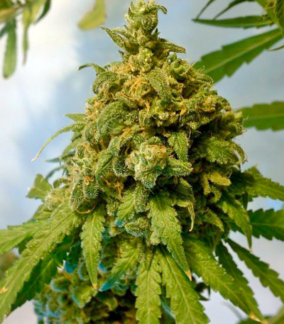 Семена сорта Big Band fem