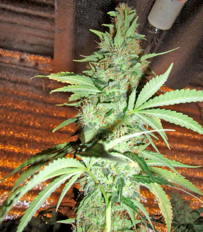 Семена сорта Damnesia fem (Strain Hunters)