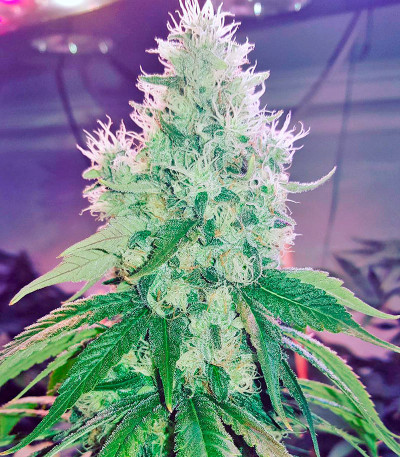 Семена сорта Dr. Greenthumb’s Em-Dog by B-Real fem