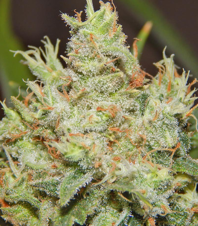 Семена сорта LSD fem (Семяныч)