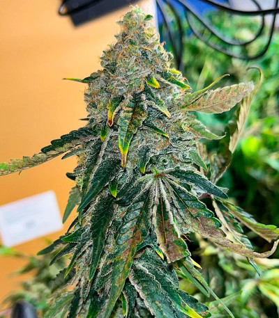 Семена сорта Purple Punch X Lemon Drizzle fem от Barney's Farm
