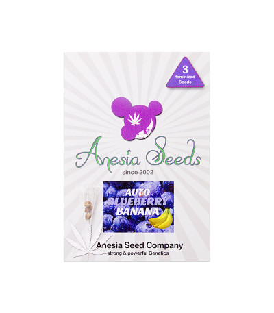 Семена сорта Auto Blueberry Banana fem (Anesia Seeds)