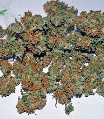 Семена сорта Ganesh Spirit fem (Sweet Seeds)