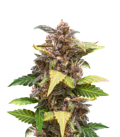 Семена сорта Auto Purple fem (Pyramid Seeds)