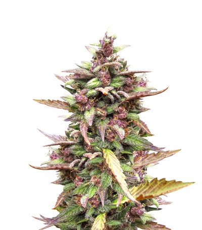 Семена сорта Blackberry auto fem (FastBuds)