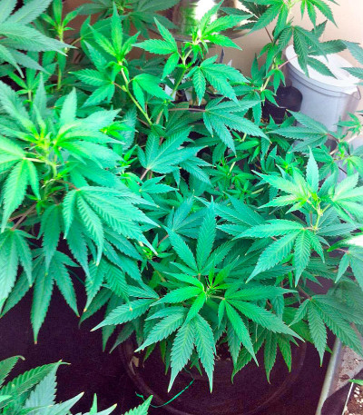 Семена сорта AK 48 fem (Nirvana Seeds)