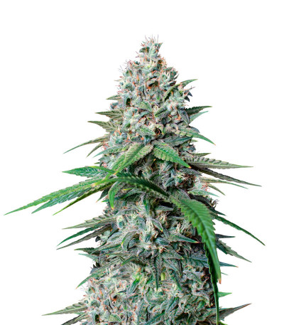 Семена сорта Cookies Gelato fem (Royal Queen Seeds)