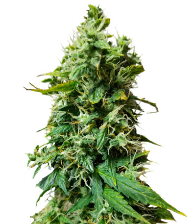 Семена сорта Auto Gorilla fem (00 Seeds)