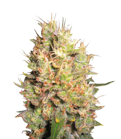 Семена сорта Crazy Miss Hyde fem (Samsara Seeds)
