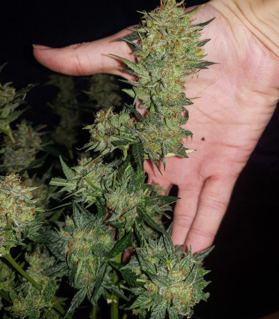 Семена сорта Auto Blueberry fem (Dutch Passion)