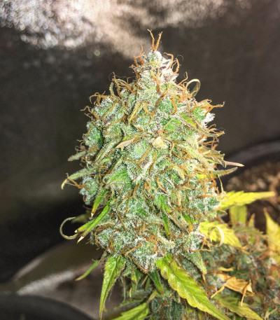 Семена сорта Auto Northern Lights fem (Pyramid Seeds)