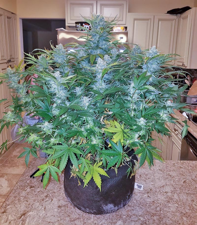 Семена сорта Cookies auto fem (FastBuds)