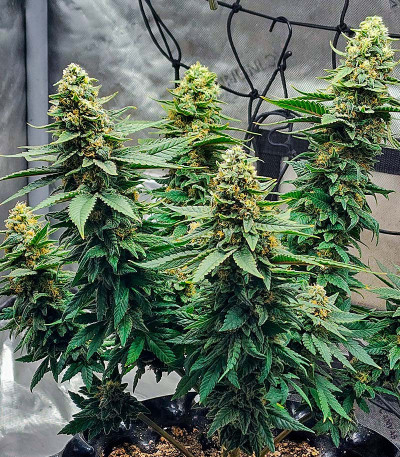 Семена сорта Grandmommy Purple fem (Herbies Seeds)