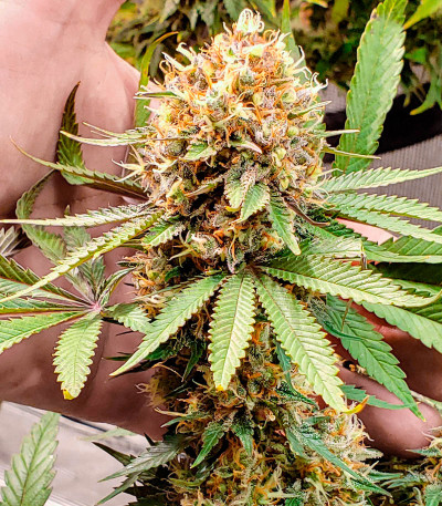 Семена сорта Power Plant X fem (Семяныч)