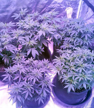 Семена сорта Raspberry Cough fem (Nirvana Seeds)