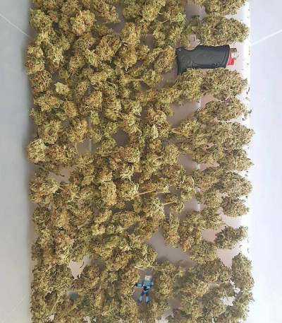 Семена сорта Big Bud fem (Vision Seeds)