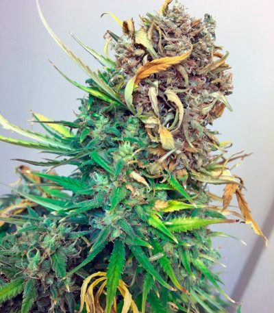 Сорт конопли Exodus Cheese Auto