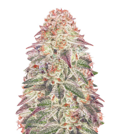 Mob Boss fem Anesia Seeds