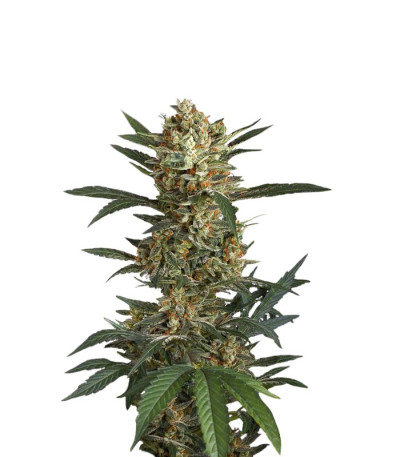 Семена сорта Original Amnesia fem (Dinafem Seeds)