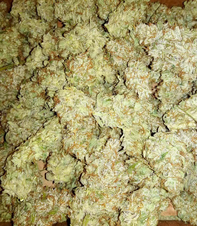 Семена сорта Auto Ak (Auto Ak 47) fem (Семяныч)