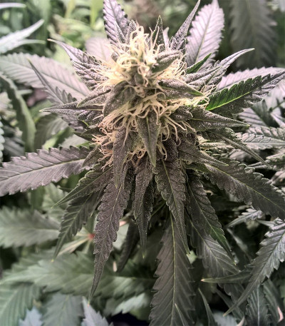 Семена сорта Blueberry Cheesecake fem (Female Seeds)