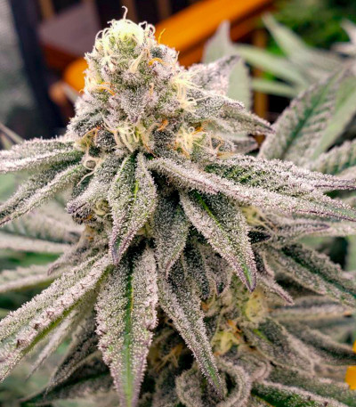 Семена сорта Cap Junky fem (7CH American)